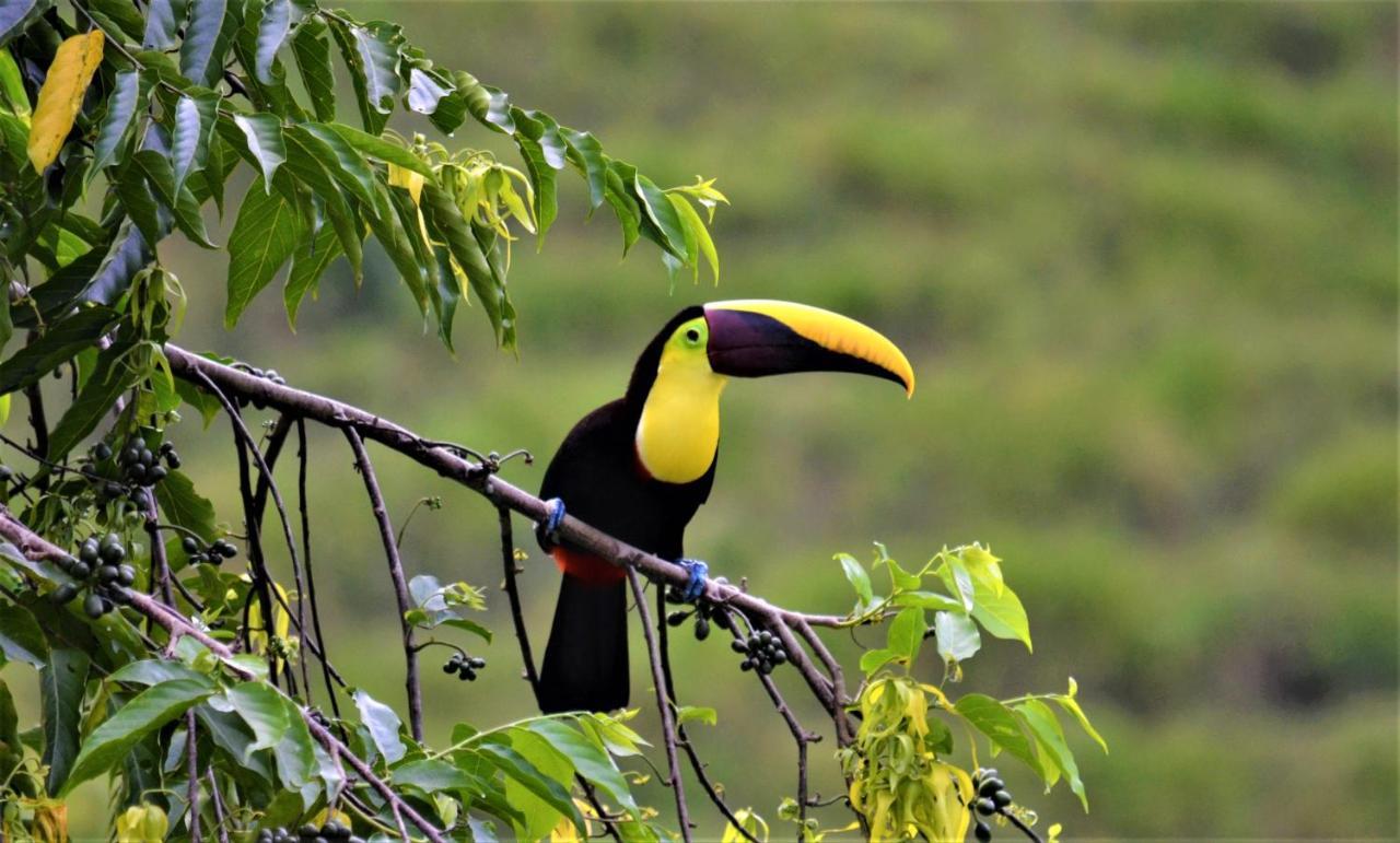 Mango Tree Villas Coronado Buitenkant foto